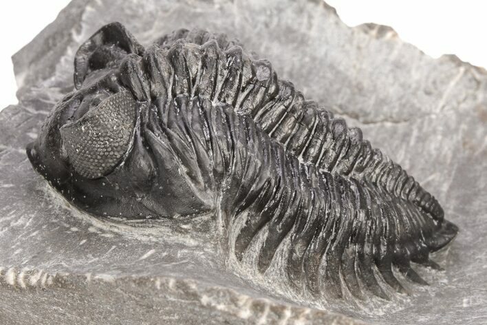 Coltraneia Trilobite Fossil - Huge Faceted Eyes #216508